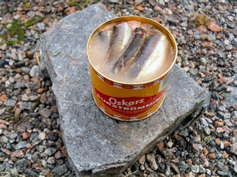 worlds smelliest fish in a can|Surströmming – the rotten herring that Swedes love